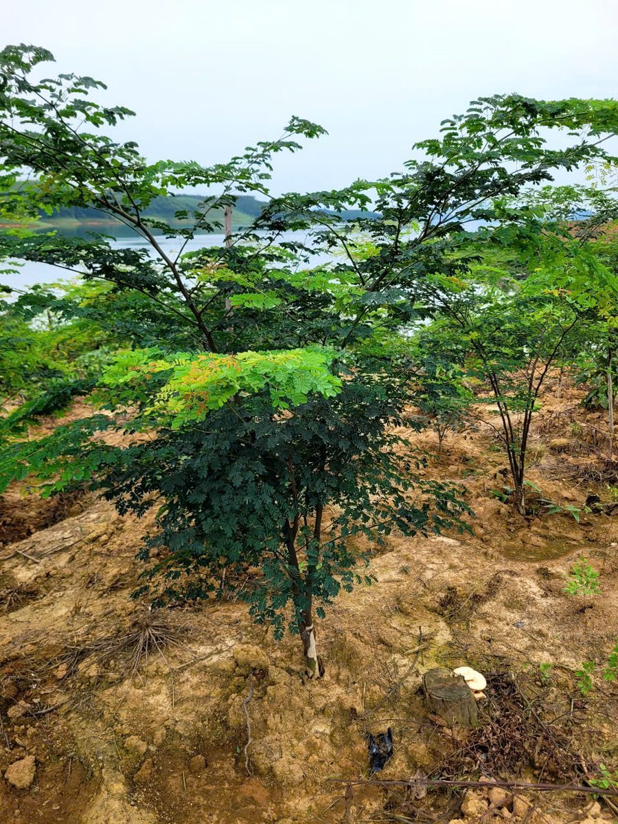 Cây Phát Triển