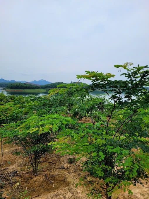 Vùng Trồng Ven Hồ