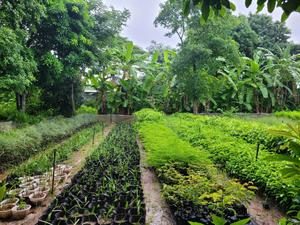 Vườn ươm Phú Yên 1