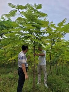 Vườn ươm Hà Nội 1