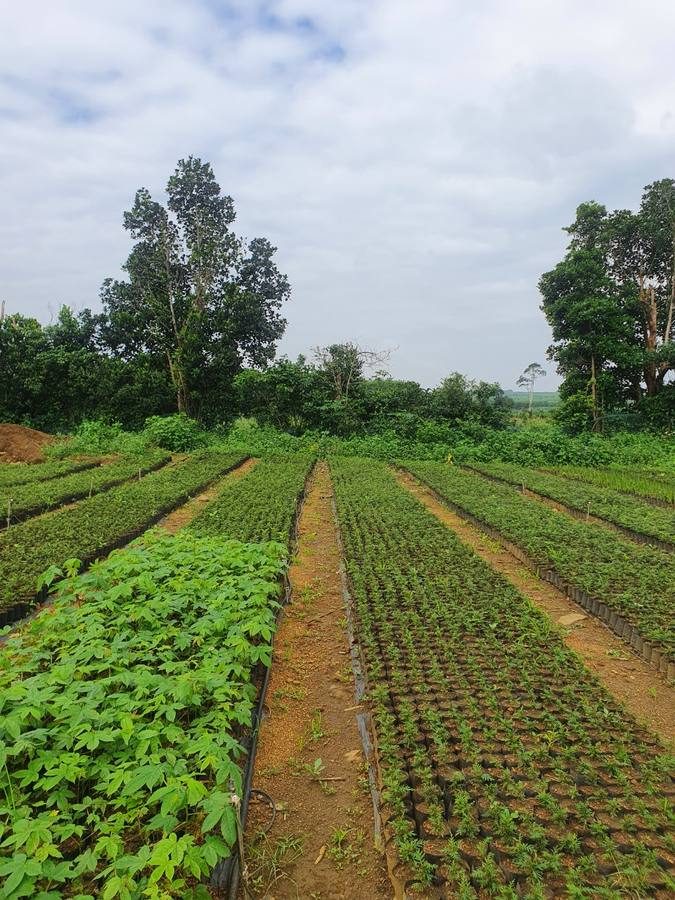 Luống ươm cây con quy mô lớn