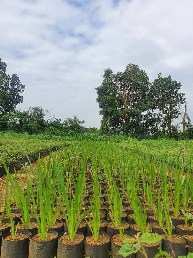Cây con trong túi bầu