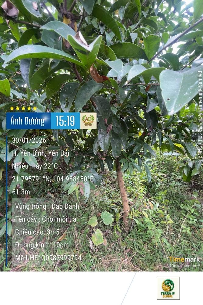 Chòi mòi tía - Đảo Danh