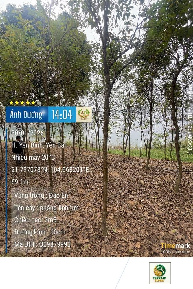 Phong linh tím - Đảo Én