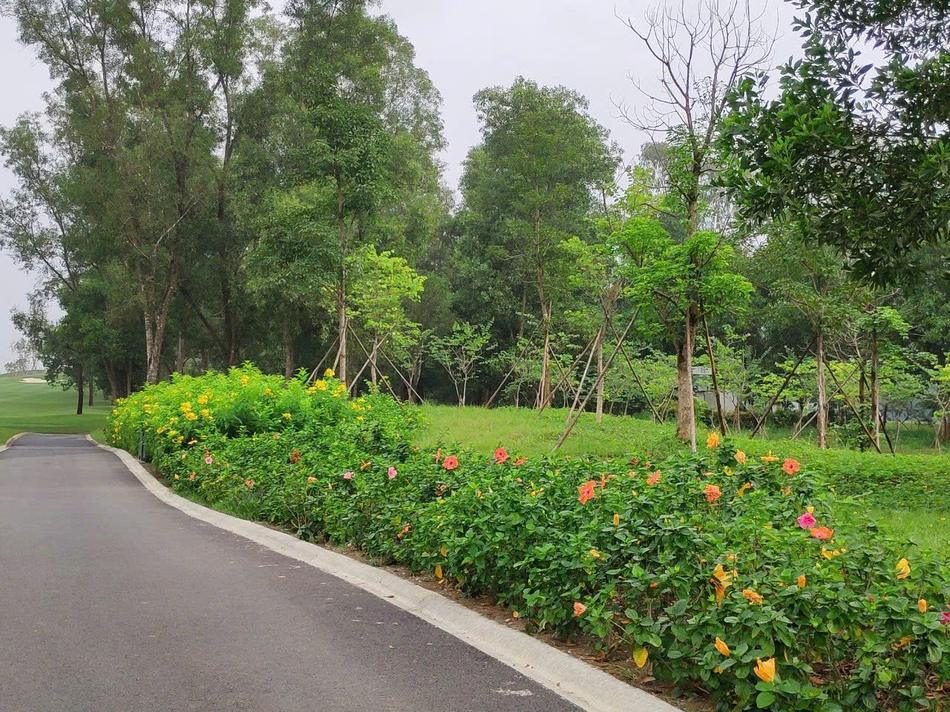 Hoa bụi 1