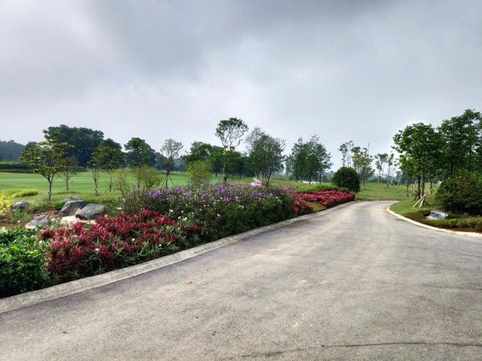 Hoa bụi 2