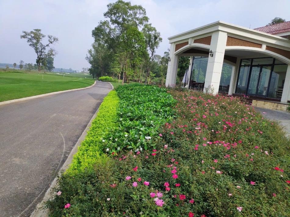 Hoa bụi 4
